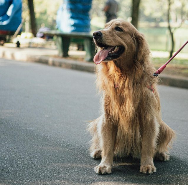 A golden retriever on a lead, happily waiting during a walk